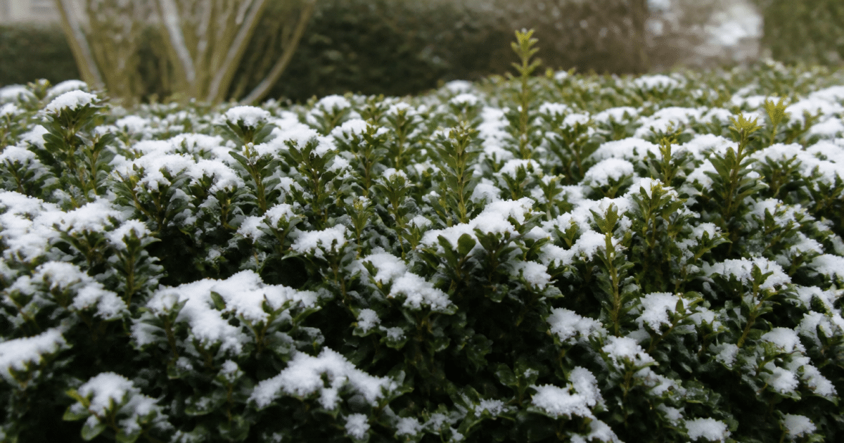 Feuillage vert dense arbuste droit supportant neige hivernale