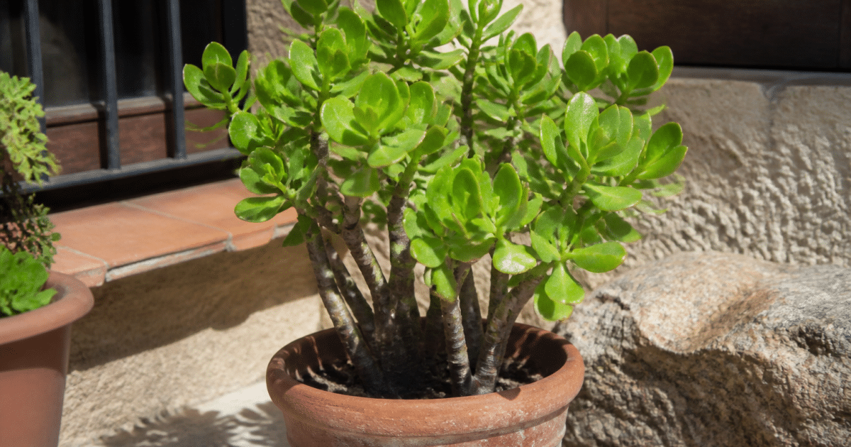 Plante charnue verte dressée en pot sous soleil intense