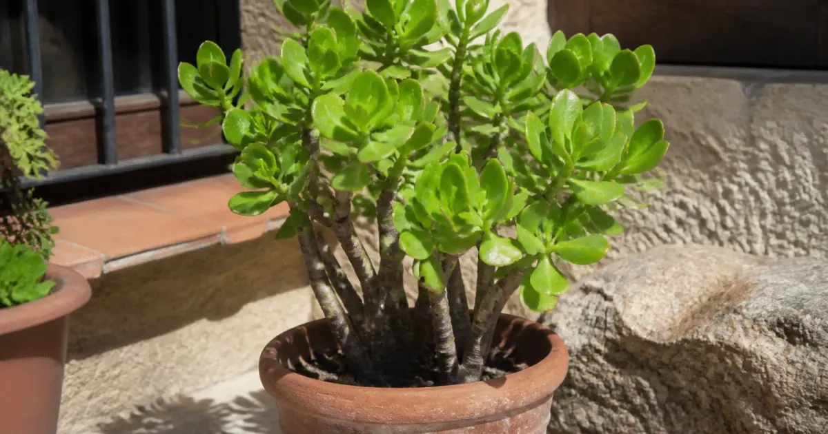 Plante charnue verte dressée en pot sous soleil intense