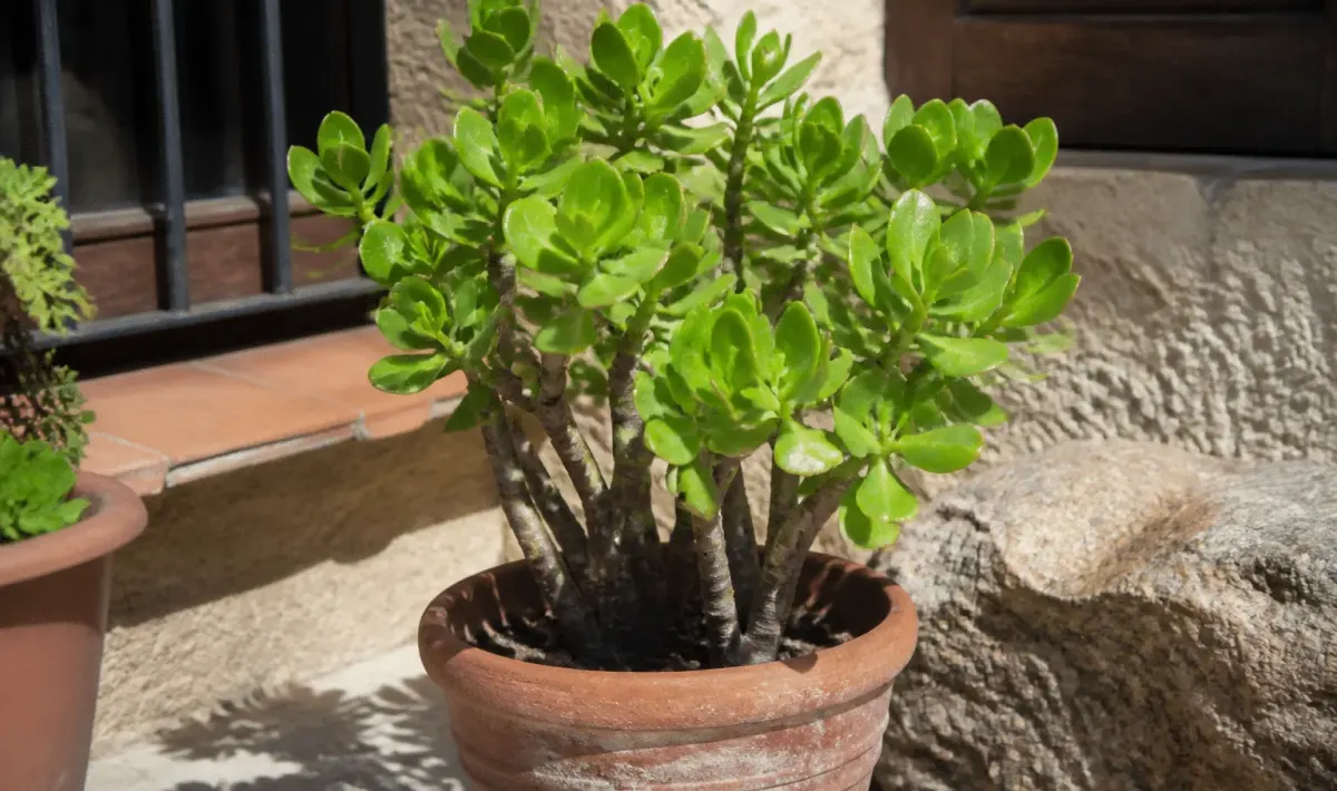 Plante charnue verte dressée en pot sous soleil intense