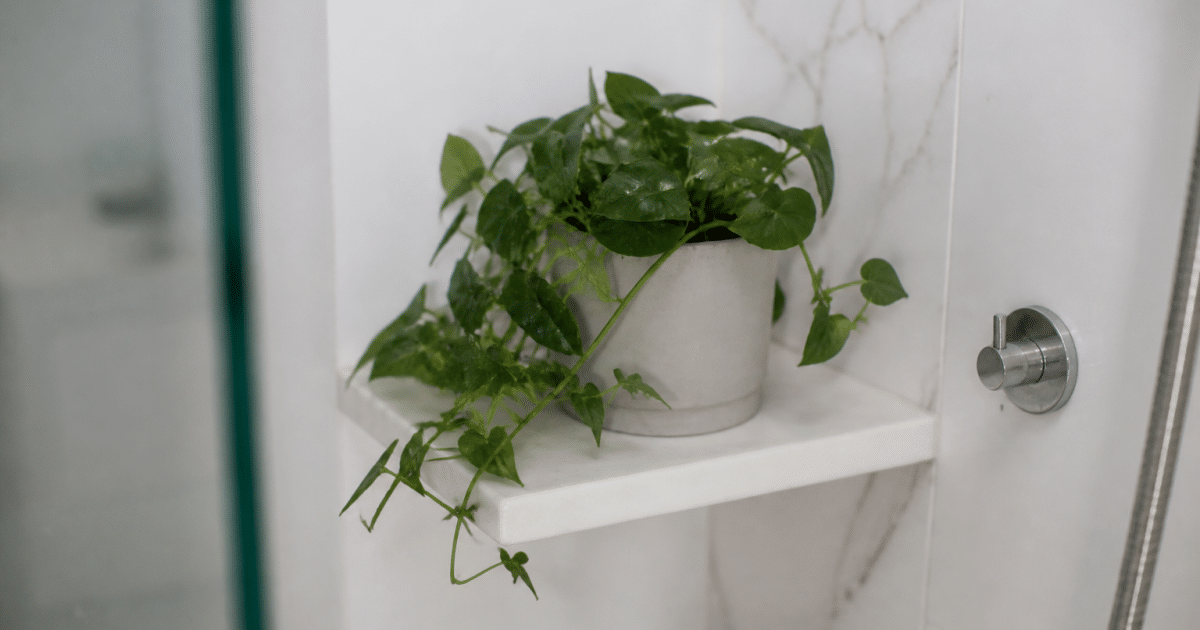 Plante verte en pot sur etagere salle bain humide