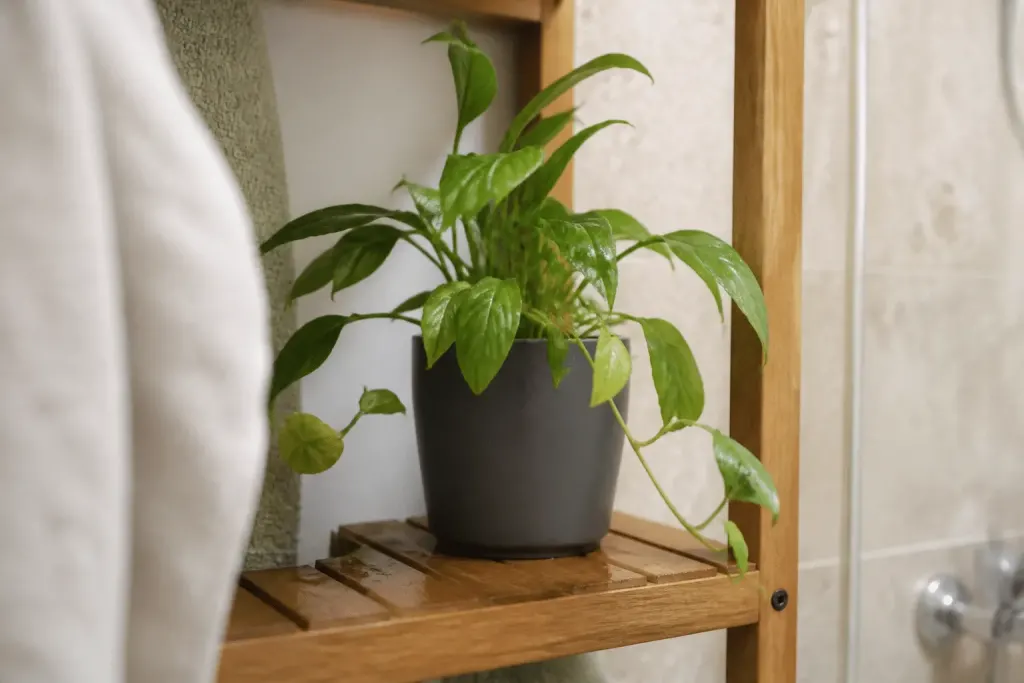 Plante verte en pot sur etagere salle de bain humide