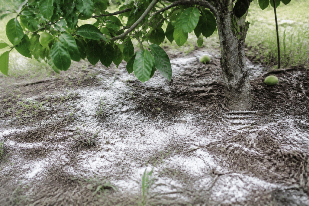 Poudre blanche versee sur terre sous arbre fruitier