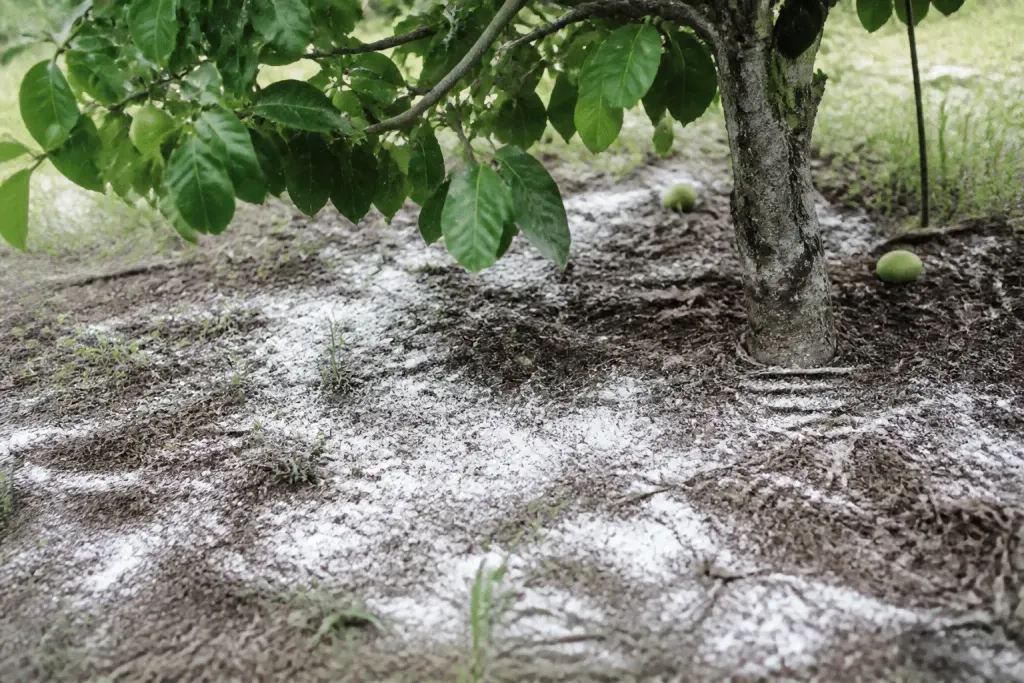 Poudre blanche versee sur terre sous arbre fruitier