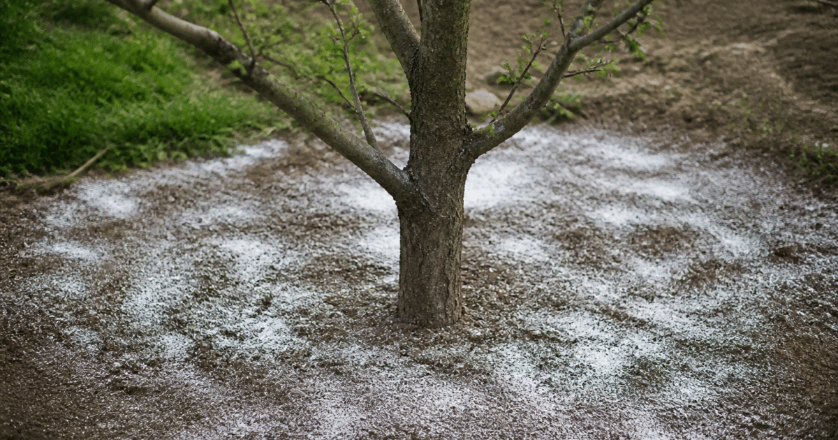 Poudre blanche versée sur sol brun autour cerisier