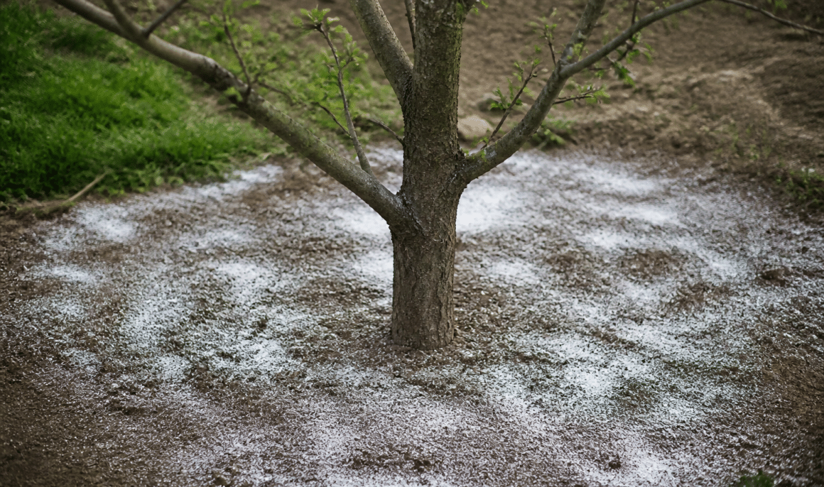 Poudre blanche versée sur sol brun autour cerisier