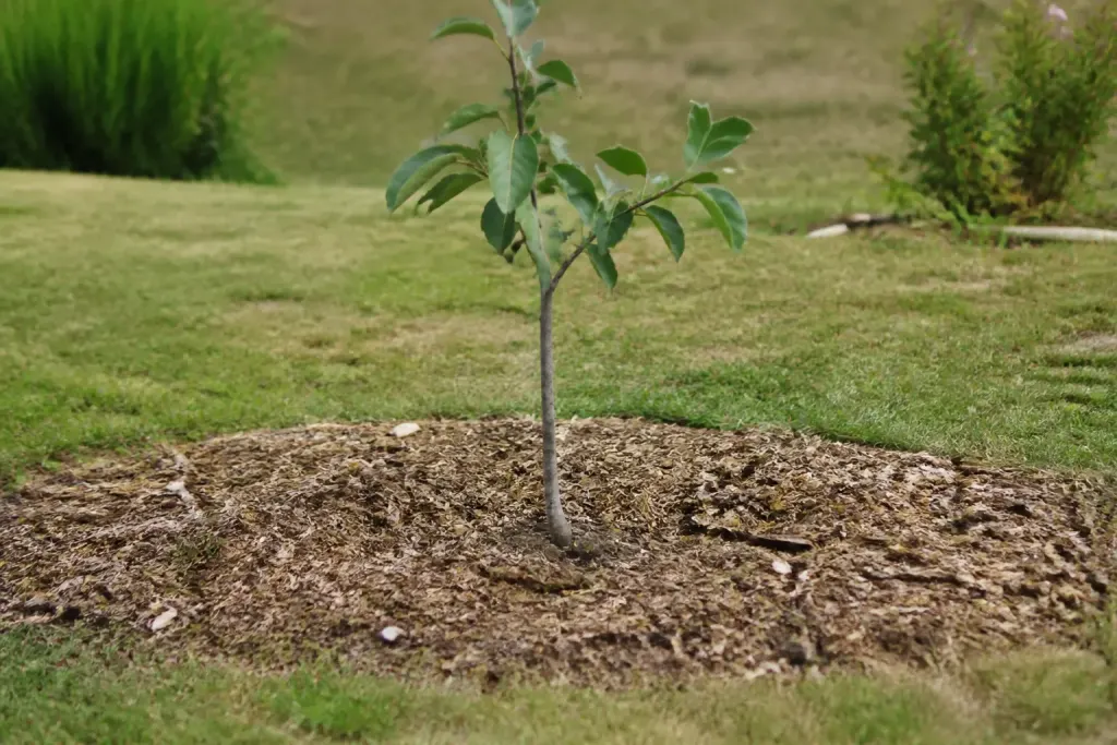 Jeune arbre avec paillis brun loin du tronc